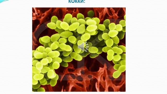 Строение и функции иммунной системы