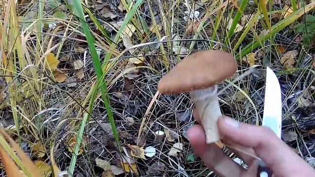 Собираем грузди, как отличить ложные опята от настоящих смотреть онлайн