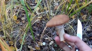 Собираем грузди, как отличить ложные опята от настоящих