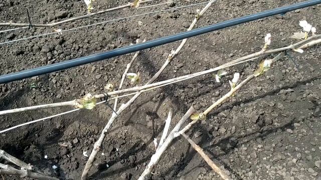 ? Внимание! Без ТАКОЙ нормировки винограда даже не думай о хорошем УРОЖАЕ. Что нужно удалить? смотреть онлайн