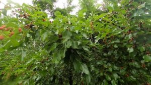 Зелёный остров посреди Дона в Ростове-на-Дону: почему он такой заброшенный? Bike Life. Велогид.