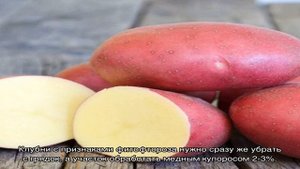 В каком уходе нуждается сорт картофеля Рокко, чтобы получить богатый урожай