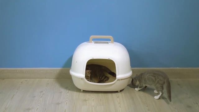 Smart Odor Eliminator смотреть онлайн