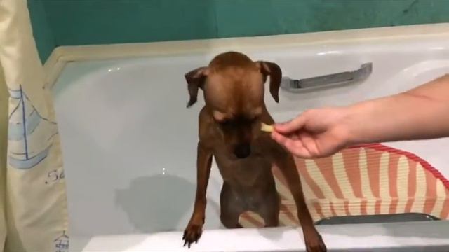 Купаем мою собаку смотреть онлайн