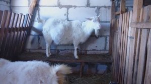 С кем держать коз?