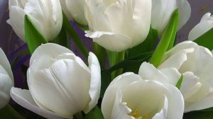 ВИКТОР КОРОЛЕВ - БЕЛЫЕ ТЮЛЬПАНЫ