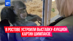 В Ростовском зоопарке прошла выставка-аукцион картин… шимпанзе!