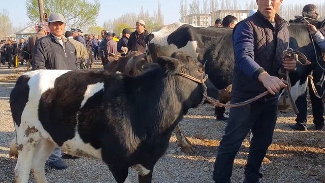 2-qism. QUM TEPA BOZORI. Sigirlar hunajinlar narhlari. 16,03,2023