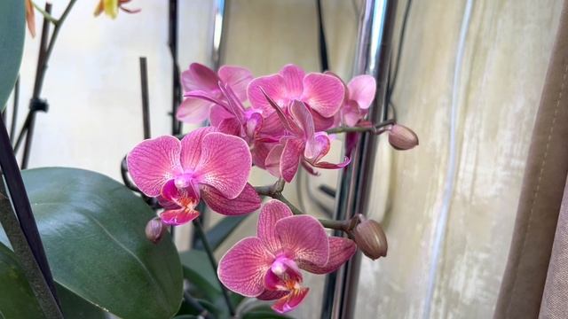 Леко Фантастик и другие роспуски орхидей смотреть онлайн