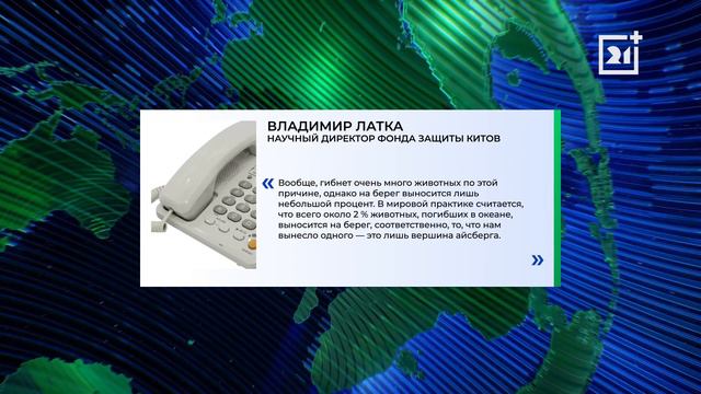 Мертвое животное выбросило на берег в Мурманской области смотреть онлайн