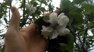 Сеянец яблони с крупными листьями в этом году не цветёт.