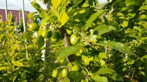 ТРЕТЬЯ ОБРАБОТКА ДИПЛОИДНОЙ СЛИВЫ