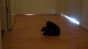 Котенок играет с плюшевой мышкой