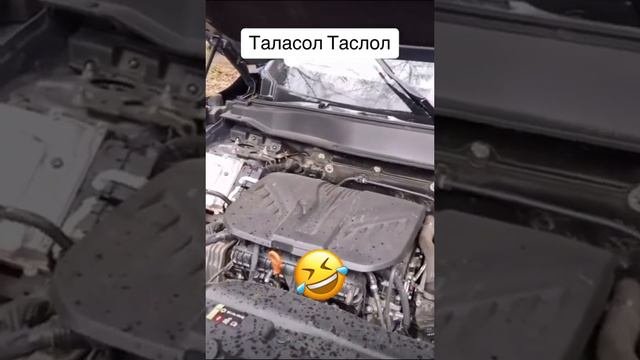 Таласол Таслол