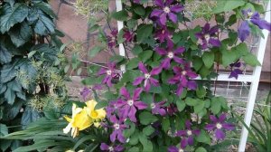 КЛЕМАТИС. Цветение клематисов в моём саду.