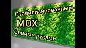 Стабилизированный мох