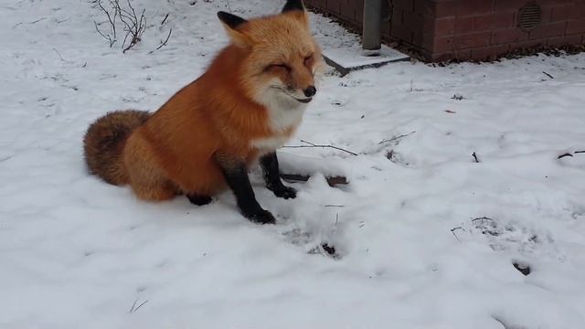 ЛИ СЯО. Алиса - Лиса. Лиса хотела выйти на улицу, но внезапно передумала. смотреть онлайн