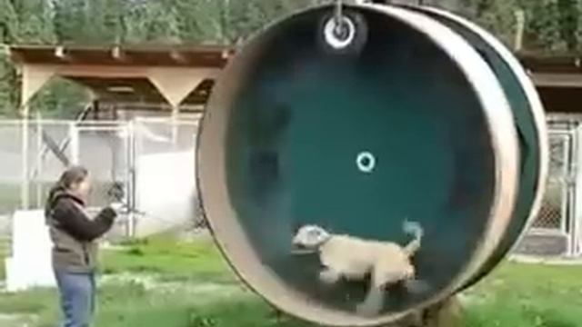 Беличье колесо для собак смотреть онлайн