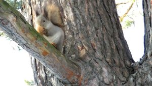 Белка грызет грецкий орех, Squirrel eating nut