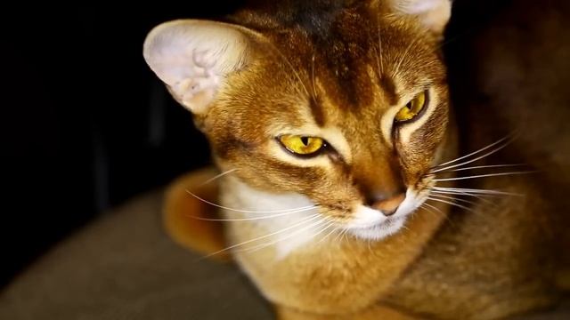 Женщина спасла ребенка, а его мамаша чуть не сломала ей жизнь смотреть онлайн