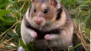 Могут ли жить два хомяка в одной клетке? ? Первое видео ?