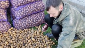 Бизнес по белорусски . Жизнь картошка