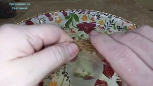 Как размножить дендрофаленопсис? Посадка.