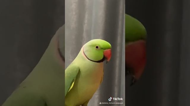 Говорящий ожереловый попугай Ричи смотреть онлайн