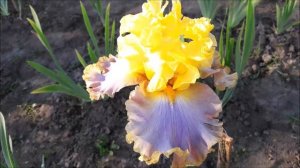 Цветение ирисов 2021. Обзор коллекции.Любимые сорта