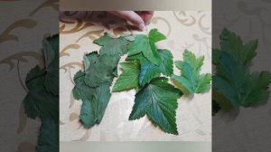 Чем полезны листья смородины