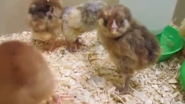 Among The Baby Chicks At The Perl Mack Library смотреть онлайн