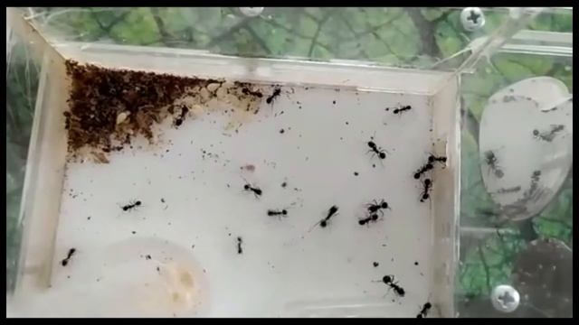 МУРАВЬИНАЯ ФЕРМА. Жизнь насекомых. Муравьи-жнецы. Уход за муравьями в домашних условиях.