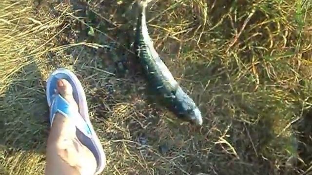 Рыбалка Норвегия скумбрия (макрель) 2014 июль