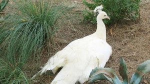 Красавец Белый Павлин ? Дикие Павлины Австралии