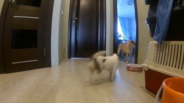 Сиба ину ,любовь и Чихуа хуа.Приколы с животными.Собаки разных пород смотреть онлайн