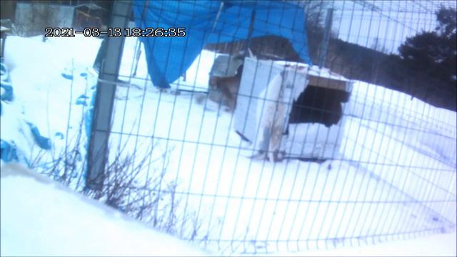 Рысь игривое настроение у Алмаза,после игр с Яшмой,Алмаз играет с мячом. смотреть онлайн