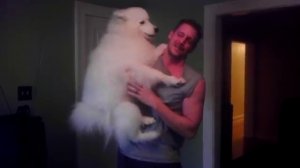 Lexi the Samoyed jumps in my arms...