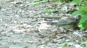 Дрозд рябинник и его потомство. ( Turdus pilaris )