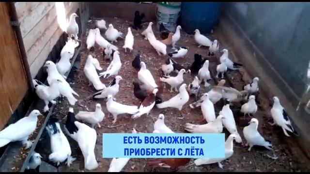 Голуби широкохвостые с лёта. смотреть онлайн