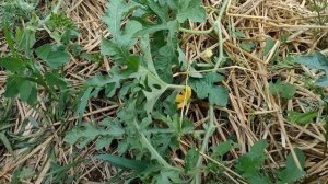 Мужские и женские цветы на арбузах.Это нужно знать обязательно при выращивании арбузов