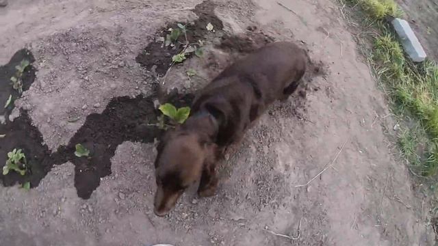 Наша дача. Собака на даче смотреть онлайн