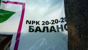 Подкормка помидор Подкормка при массовом наливе помидор