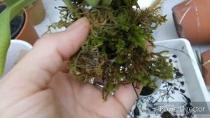 Наращиваю корни пафиопедилумам.