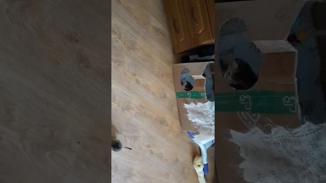 Абиссинцы Падпараджи и цвергпинчер 09.2020 смотреть онлайн