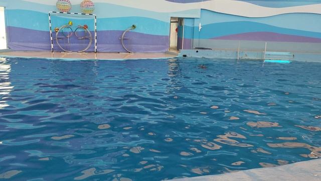 отдых дельфинов в дельфинарии смотреть онлайн