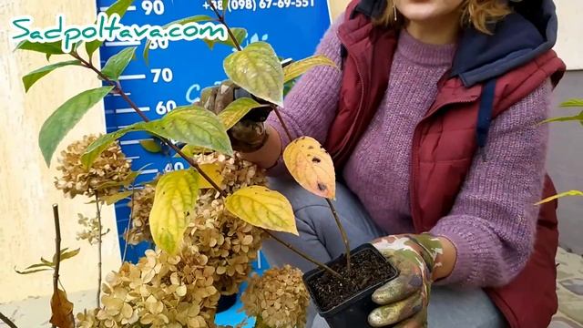 Как посадить гортензию метельчатую осенью.#посадкагортензии