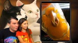 СМОТРИ САМЫЕ СМЕШНЫЕ 😻КОТЫ и НЕОБЫЧНЫЕ ЖИВОТНЫЕ! НЕ ЗАСМЕЙСЯ ЧЕЛЛЕНДЖ! Funny Cats Реакции Валеришка