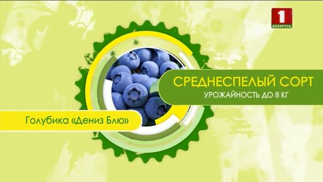 Саженцы голубики, рекомендации по выращиванию голубики
