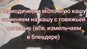 Прикорм щенков французского бульдога