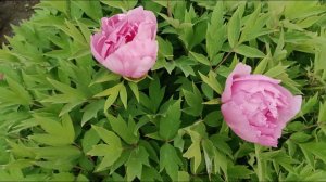 MIRACLE multilayered peonies  pink flowers , magic  многослойные розовые пионы красота пионы